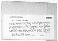 Puccinia falcariae image